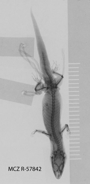 Media type: image;   Herpetology R-57842